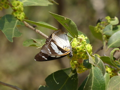Pseudacraea lucretia