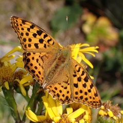 Issoria lathonia