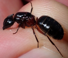 Camponotus