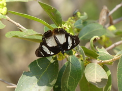 Pseudacraea lucretia