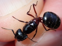 Camponotus