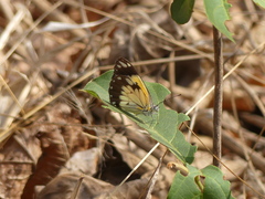Belenois creona severina