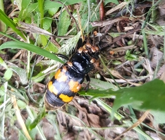 Nicrophorus