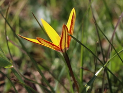 Pauridia canaliculata