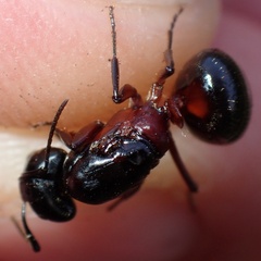 Camponotus