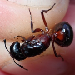 Camponotus