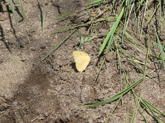 Catopsilia florella