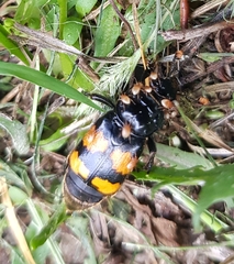 Nicrophorus