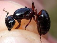 Camponotus