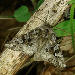 Pachetra sagittigera