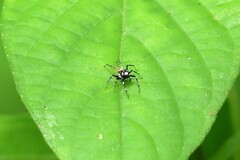 Phintella bifurcilinea