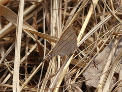 Hemiolaus caeculus