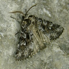 Pachetra sagittigera