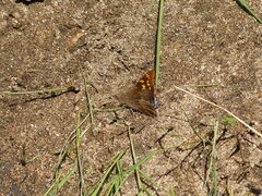 Charaxes guderiana