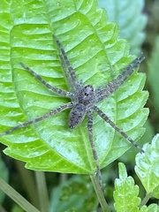 Dolomedes vittatus