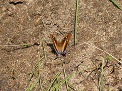 Charaxes guderiana