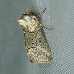 Abrostola asclepiadis