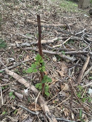 Rubus phoenicolasius