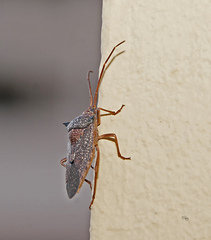 Neagenor spinosus