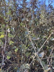Atriplex lentiformis