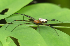 Leucauge tessellata
