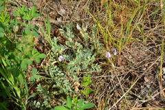 Astragalus purshii