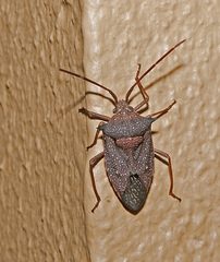 Neagenor spinosus
