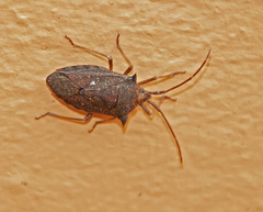 Neagenor spinosus