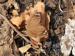 Junonia natalica natalica