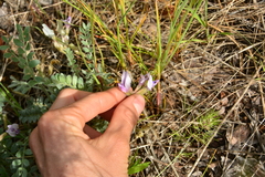 Astragalus purshii