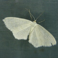 Scopula subpunctaria