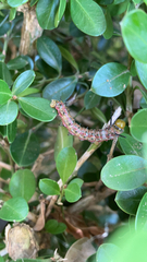 Anisota virginiensis