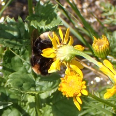 Bombus