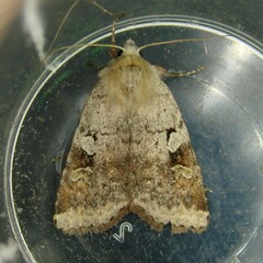 Diarsia mendica