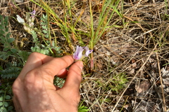 Astragalus purshii