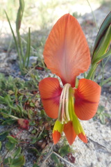 Gladiolus alatus
