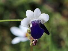 Nemesia barbata