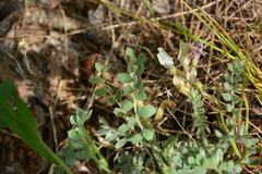 Astragalus purshii