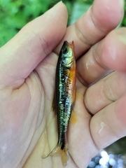 Notropis rubricroceus