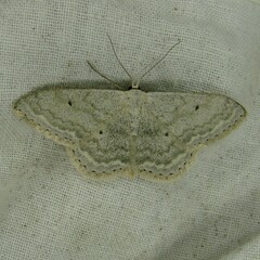 Scopula incanata