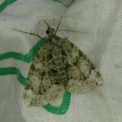 Chloroclysta siterata