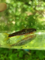 Notropis rubricroceus