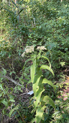 Eupatorium perfoliatum