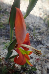 Gladiolus alatus