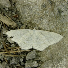 Scopula subpunctaria