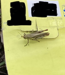 Melanoplus yarrowii