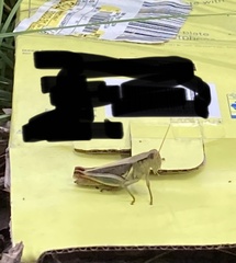 Melanoplus yarrowii