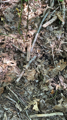 Toxicodendron radicans