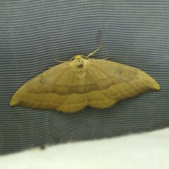 Watsonalla cultraria