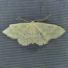 Idaea biselata
